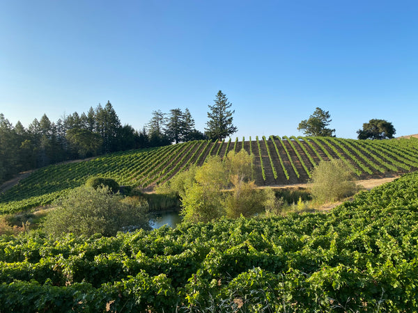 Making Classic California Cabernet Sauvignon Wine In The Land Of Pinot Noir And Chardonnay, Sonoma County