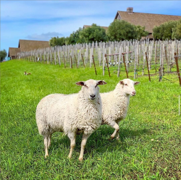 Two sheep walking through vineyard and pasture