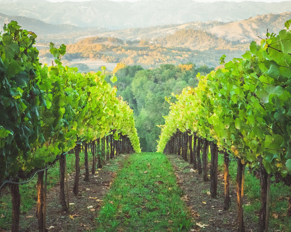 Sonoma vs. Napa, What’s the Difference?