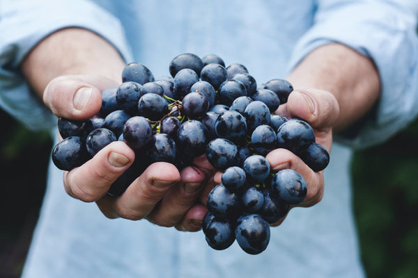 Man holding large handful of fresh Cabernet Sauvignon grapes