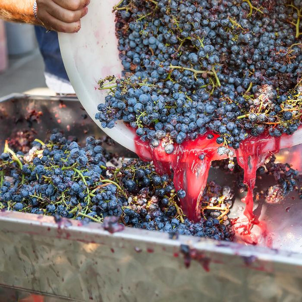 Harvested purple grapes being crushed to make wine
